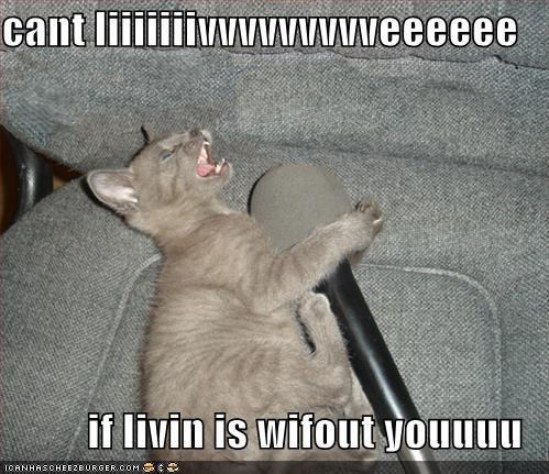 funny cats pics with words. funny cats pics with words.