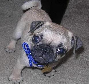 pugpuppy1.JPG